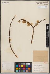 Foto von Salix caprea L.
